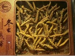 龙岗回收冬虫夏草图1