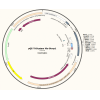 pQE-TriSystem His-Strep1