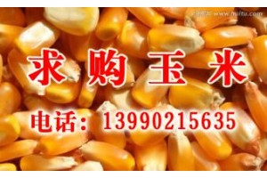 饲料厂求购玉米图1