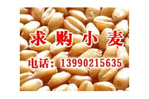 饲料厂家常年收购小麦图1