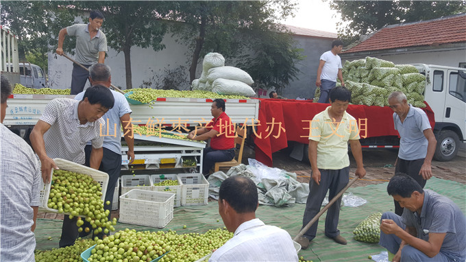 山东鲜枣产地