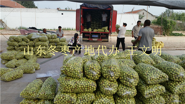 山东鲜枣基地