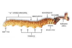 常平上门回收冬虫夏草商图2