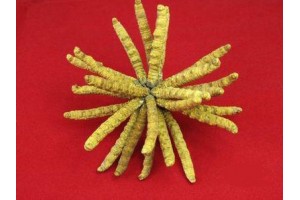 洪梅回收冬虫夏草商行图1