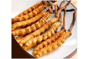 聚龙江回收冬虫夏草商家图2