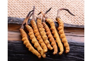 石排回收冬虫夏草价格图1