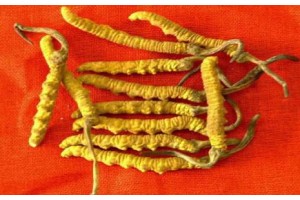 惠东回收冬虫夏草商介绍回收冬虫夏草价格图3