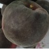新品种桃树苗黑桃