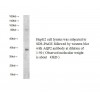 AQP2  Polyclonal Antibody