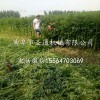 小型低留茬薄荷收割机 直趟行走不跑偏