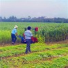 艾草小型手扶收割机 油菜薄荷专用收割机