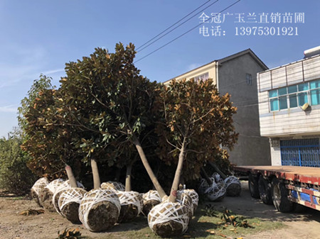 湖南移栽广玉兰苗木，湖南广玉兰苗圃，湖南广玉兰基地-宏景苗木场