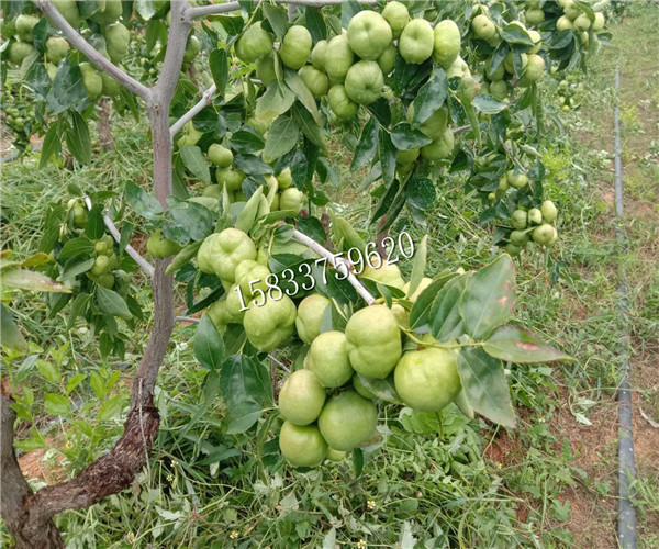  广西广东可以种植蟠枣苗吗？