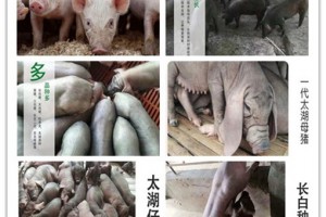 简介：