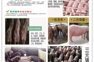 简介：