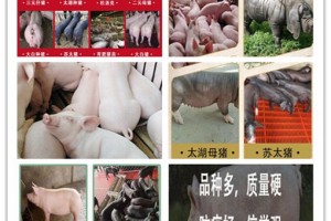 简介：