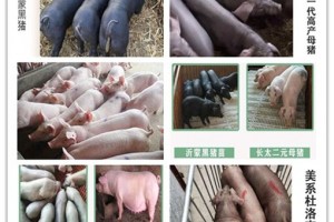简介：
