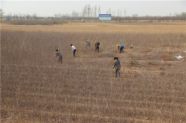 出售枣树,3公分枣树价格,5公分占地枣树价格,3公分枣树多少钱一颗