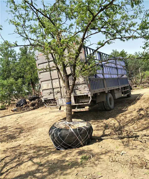 出售占地枣树苗//绿化风景枣树苗价格//占地枣树苗多少钱一棵