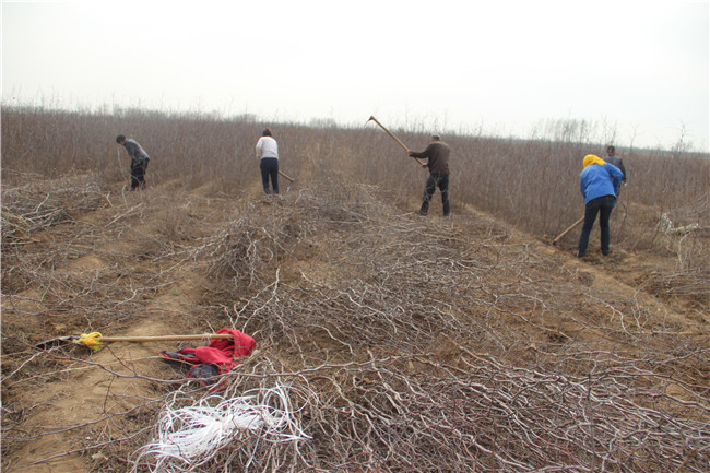 河北霸州冬枣苗苗圃基地（一年生冬枣苗批发价格）