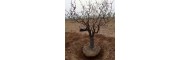 出售30公分绿化枣树，出售40公分占地枣树
