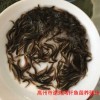 泥鳅苗养殖基地中国台湾泥鳅王泥鳅鱼苗种苗成活率高的批发价格