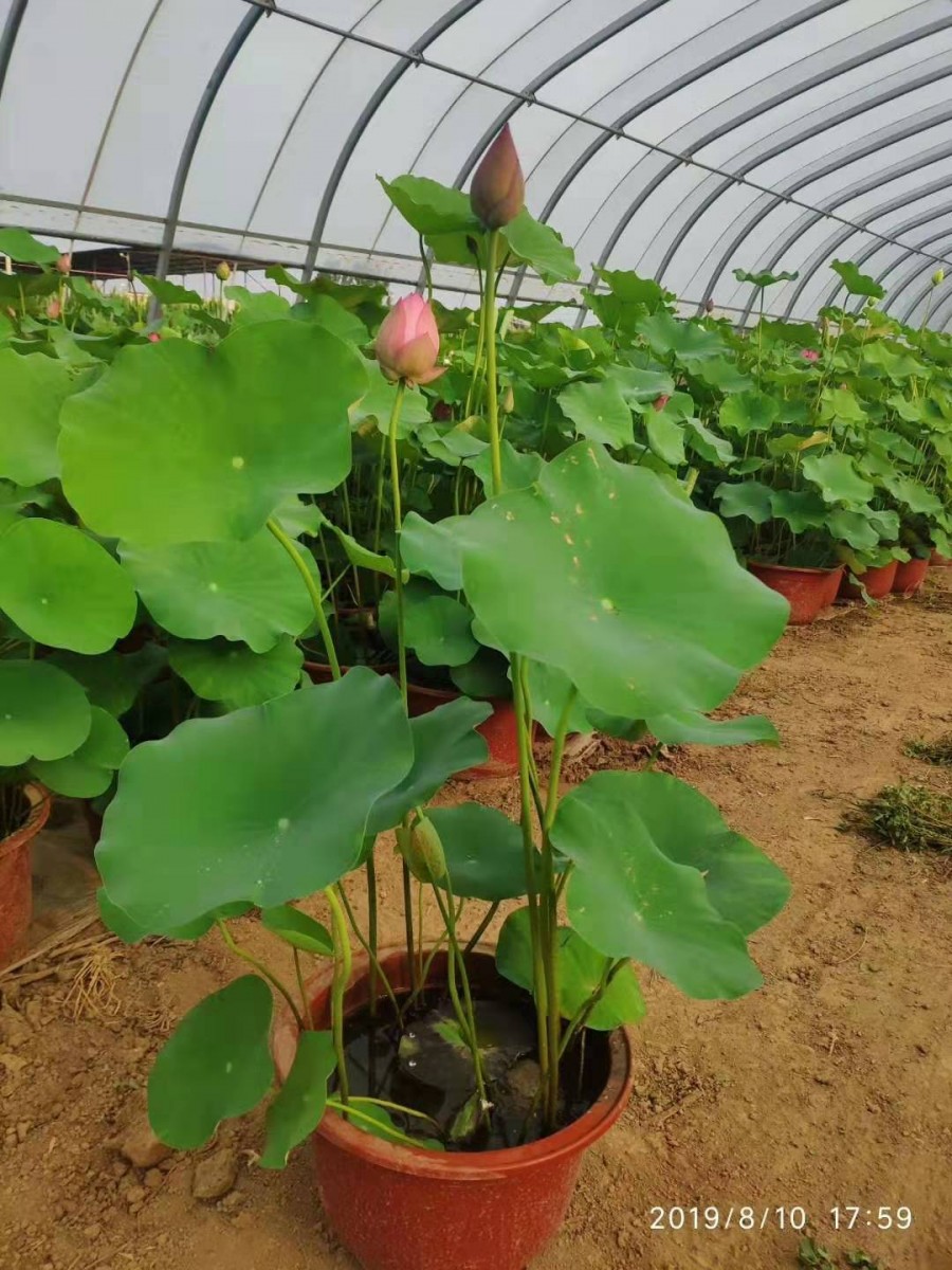 盆栽荷花苗